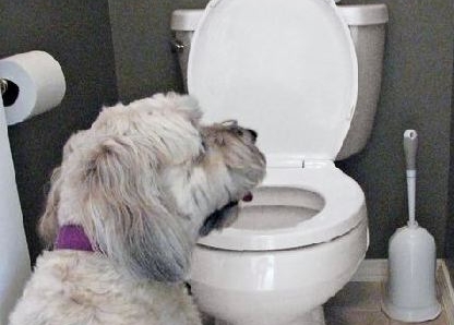 Drink No More Pet Toilet Drinking Prevention System