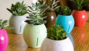 self-watering-plant-pots