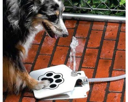 Doggie Fountain Provides Water-on-Demand