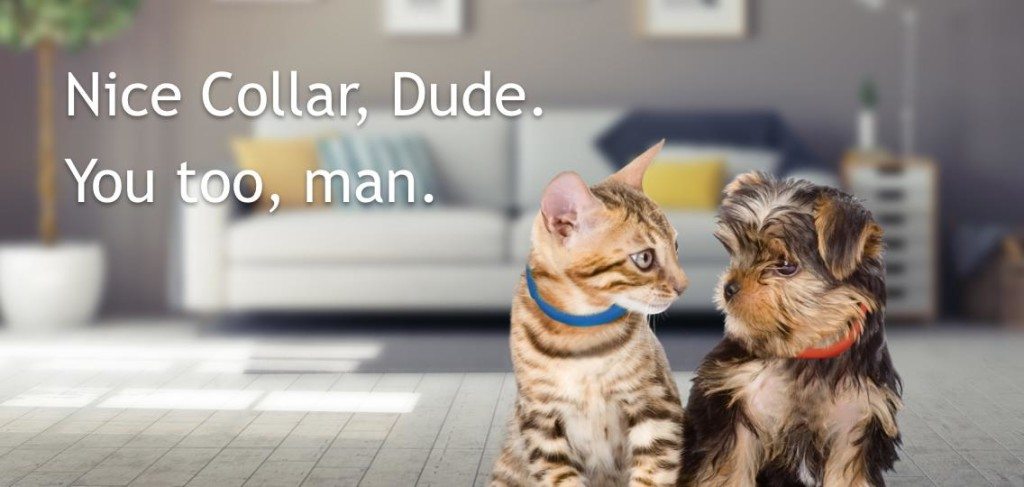 Scollar Smart Collar tells you when to feed your pet