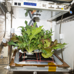 3. NASA Space Crops (3)