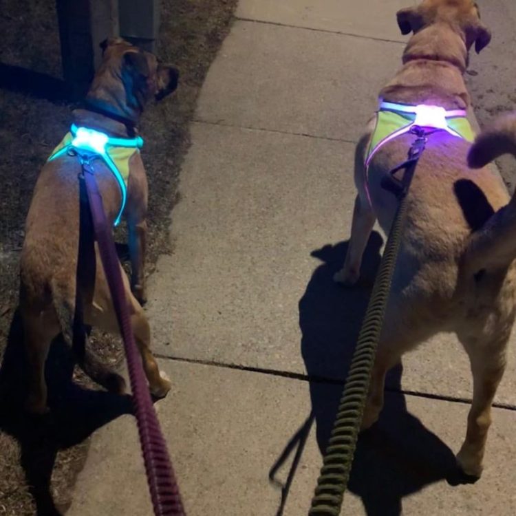 Noxgear LightHound dog vest