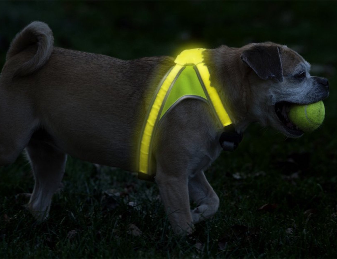 Noxgear LightHound dog vest