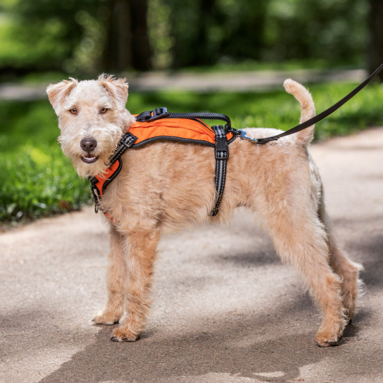 PetSafe Walk-Along Outdoor Dog Harness