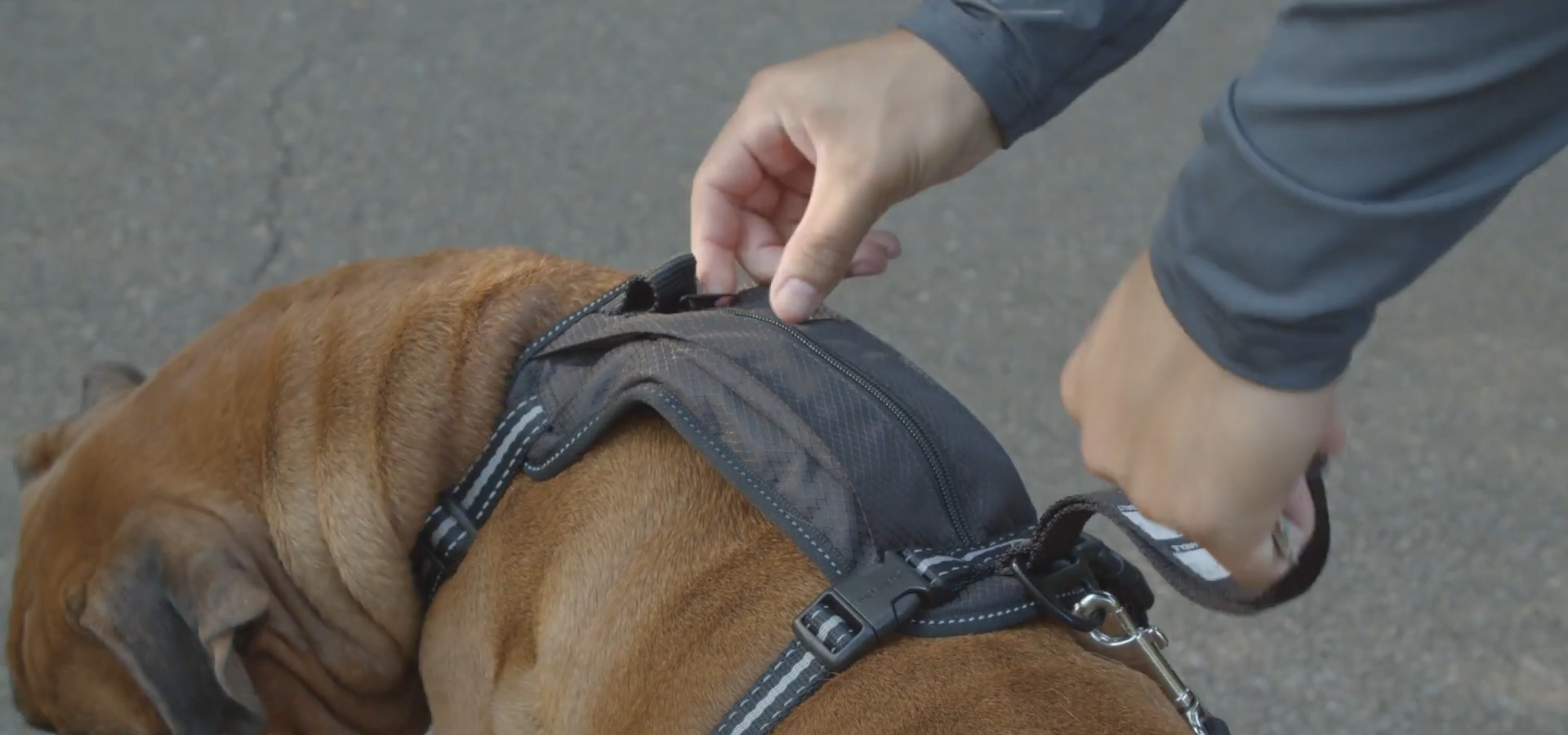 PetSafe Walk-Along Outdoor Dog Harness