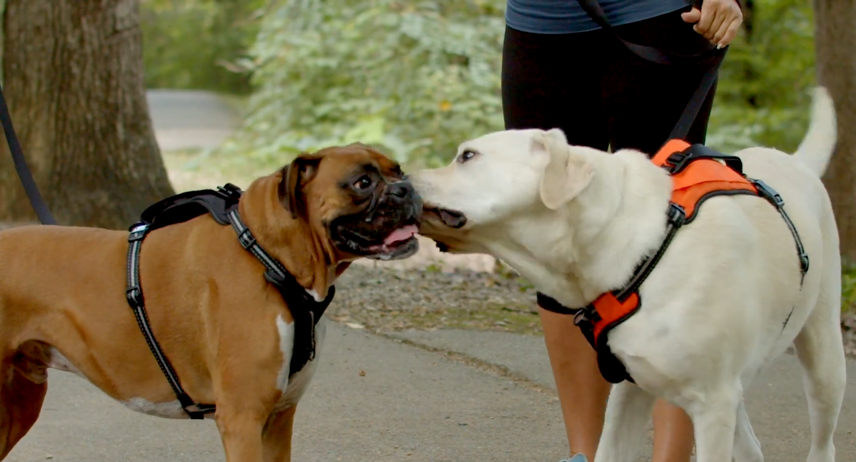 PetSafe Walk-Along Outdoor Dog Harness