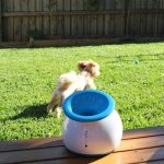 2. iFetch Automatic Ball Launcher (5)