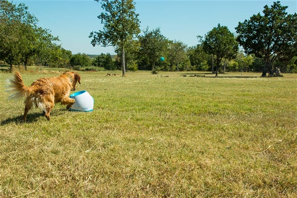 iFetch Too Automatic Ball Launcher