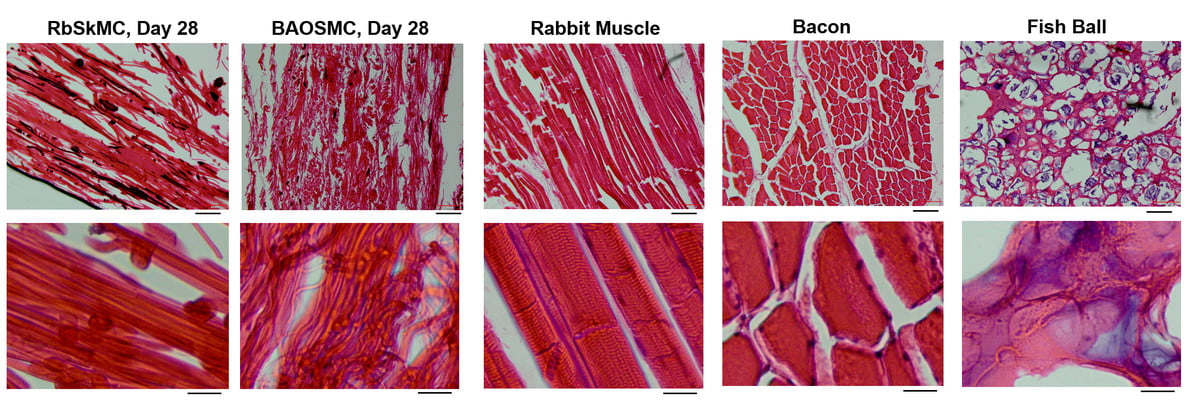  In Lab-Grown Meat at SEAS