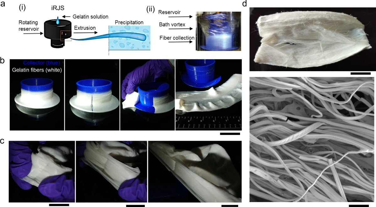 In Lab-Grown Meat at SEAS