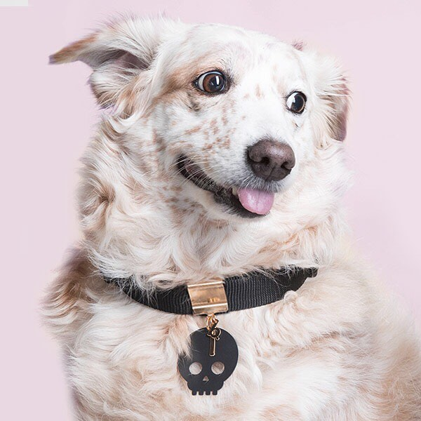 brklz Jewelry for Dogs