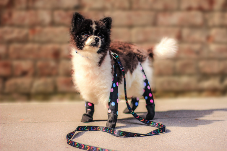 Walkee Paws Dog Leggings gives PAW-FECT protection for winter walks