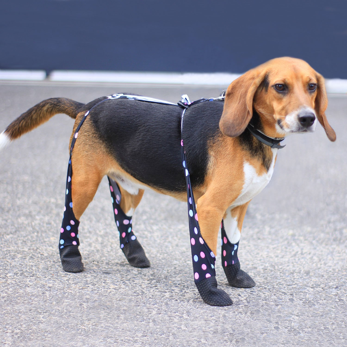 Walkee Paws Dog Leggings