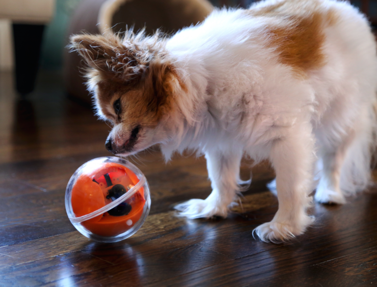 Playdate Pet Smart Ball