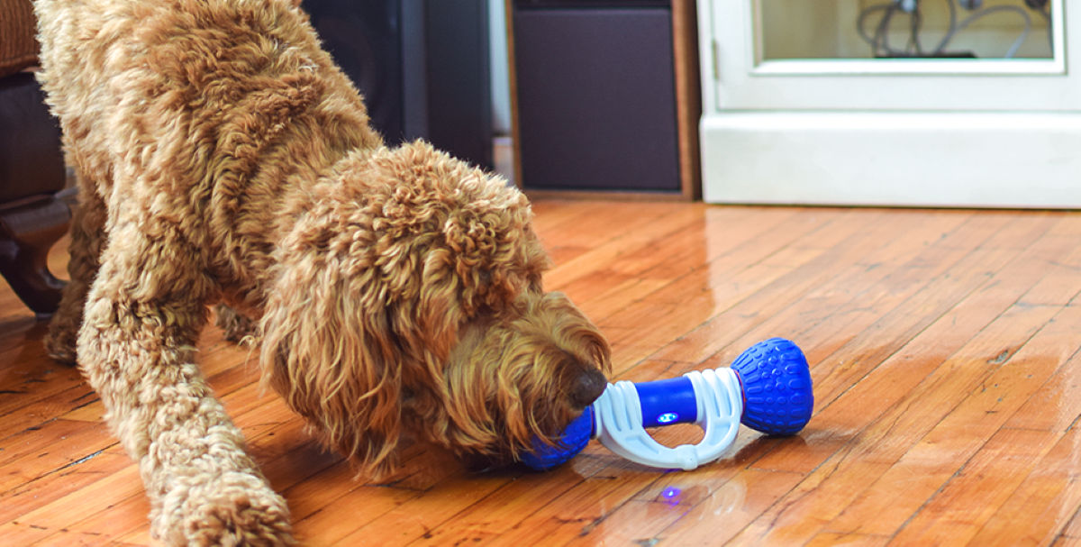 interactive dog bone