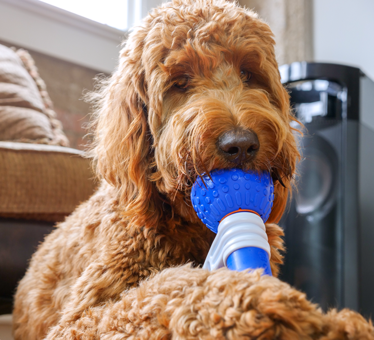 GoBone - Water- and Slobber-Resistant