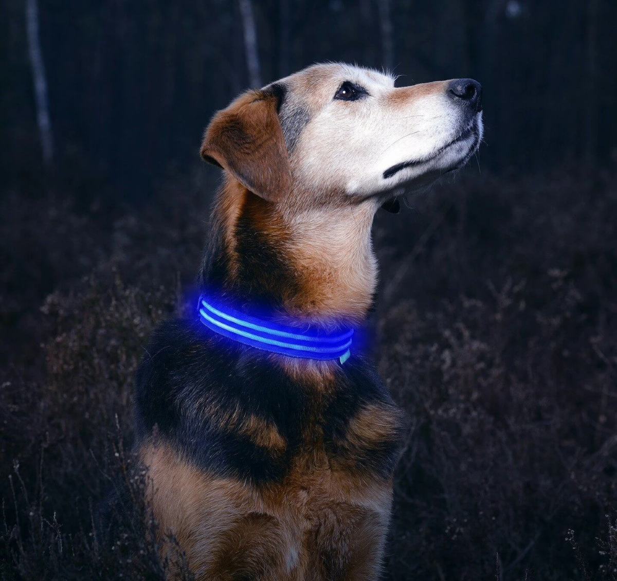 Illumiseen LED Dog Collar