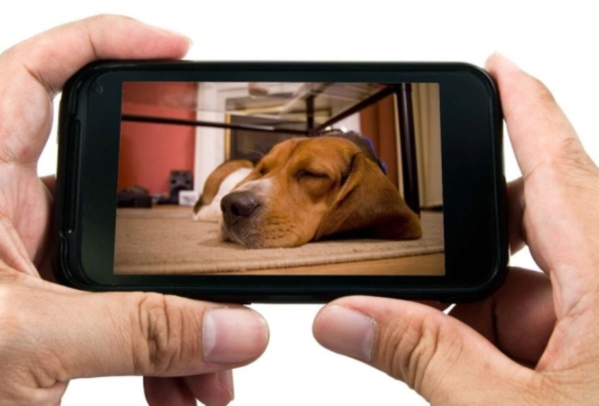 Smart Pet Cameras