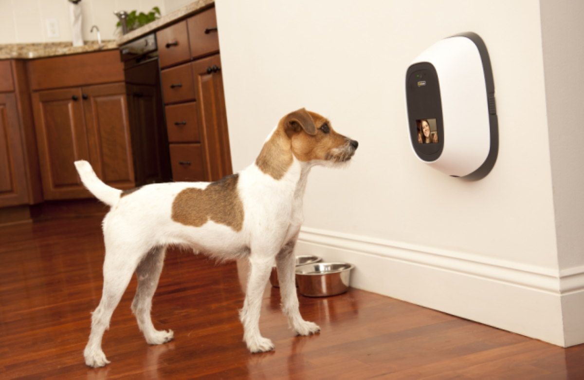 PetChatz HDX Pet Camera & PawCall