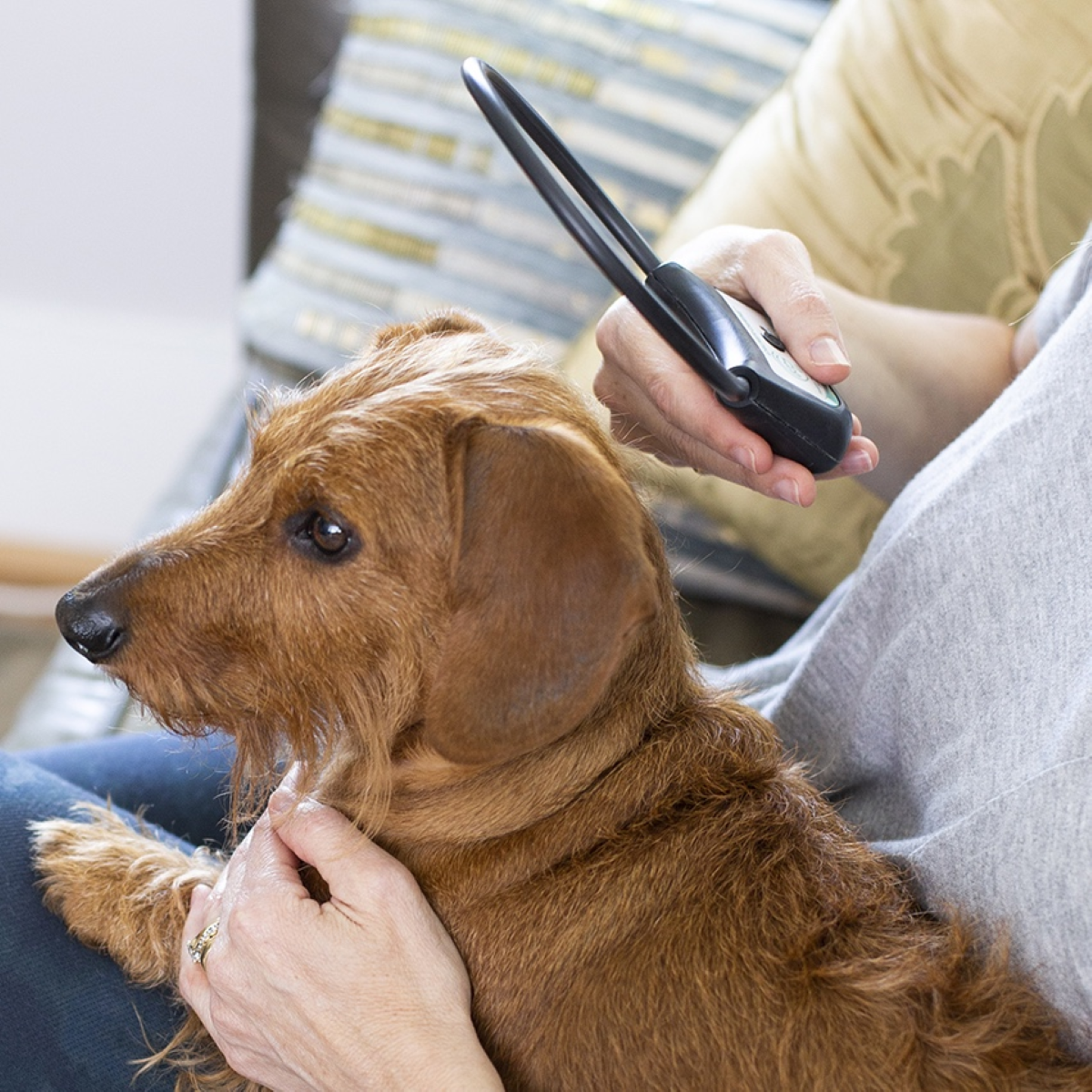 Calmer Canine - Alone use of the Device without the Vest