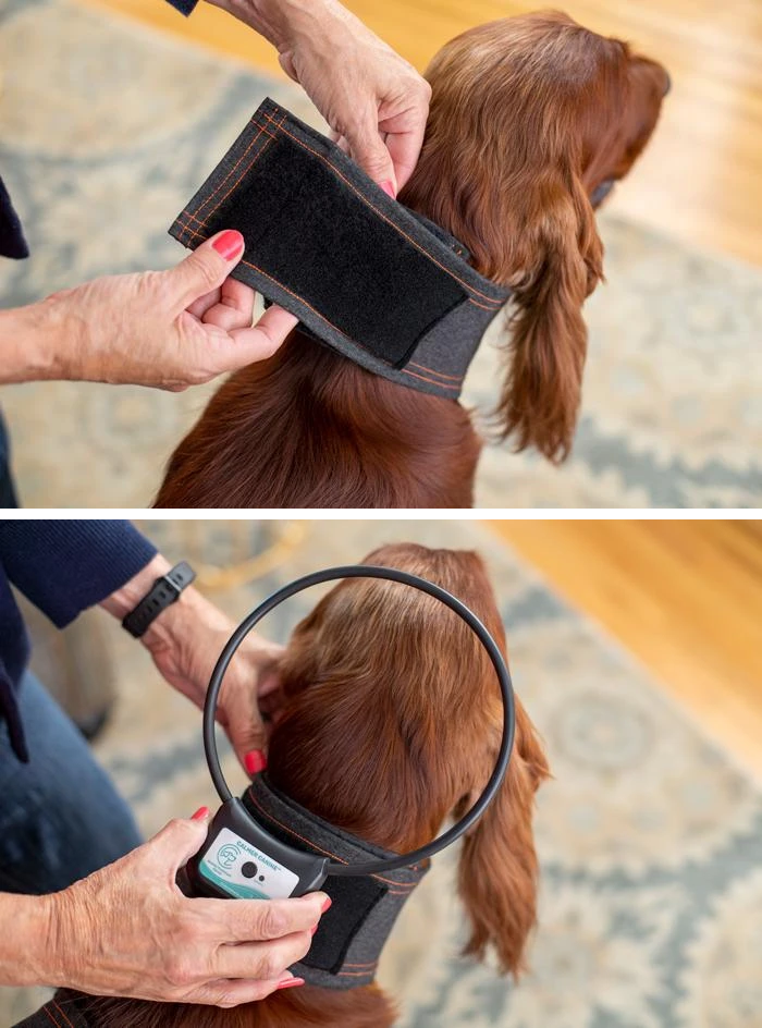 Calmer Canine's Comfortable Dog Vest Placement (2)