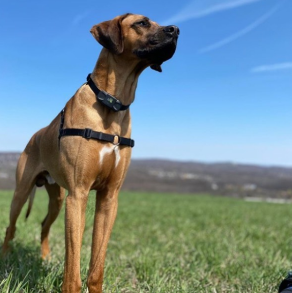 dog care collar