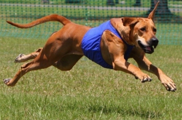 The Sport of Lure Coursing