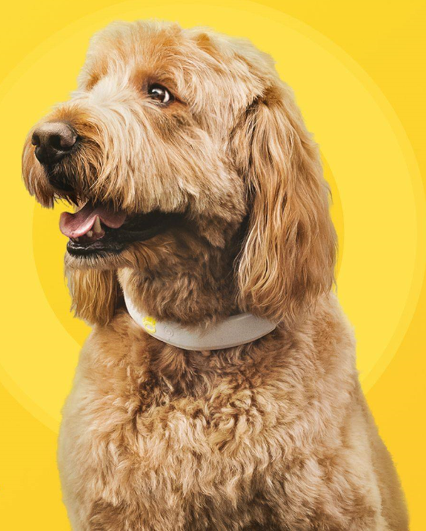 Halo Collar product image