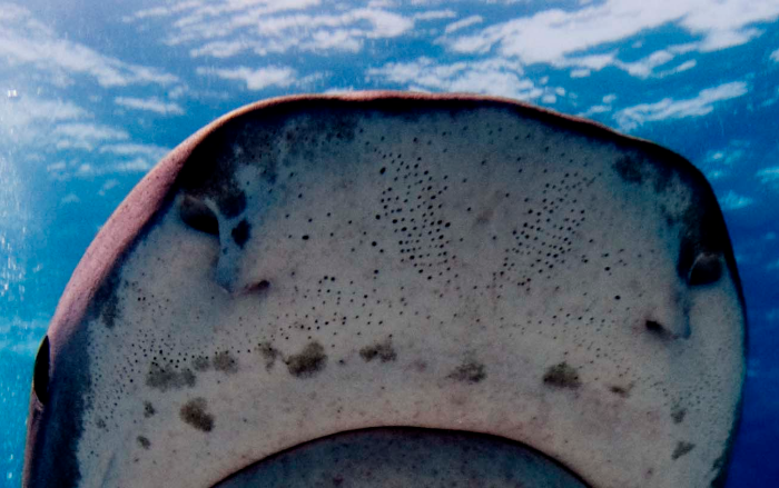 A close-up of a shark's snout and its Ampullae of Lorenzini sensorial organ