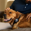 4. Wagz Freedom Smart Dog Collar (15)