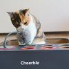 3. Cheerble Board Game (6)