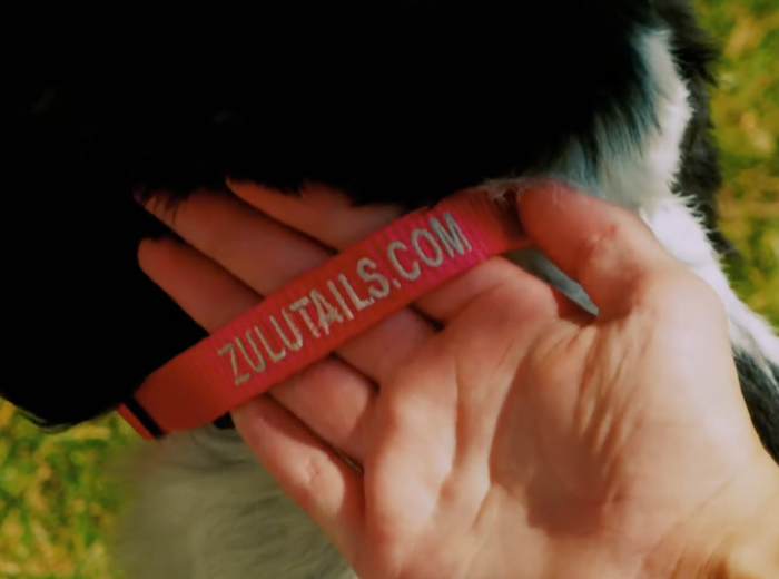 ZuluTails Identifying Pet Collar