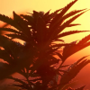 3. SummaForte SummaTape & SummaMix (2)