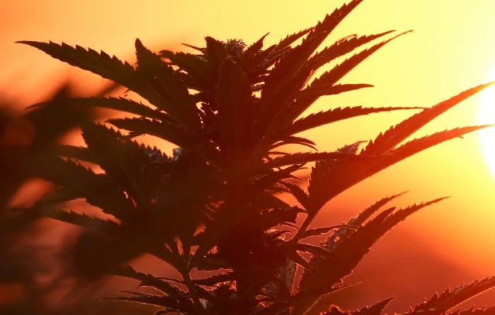 SummaForte Lifter Hemp Strain