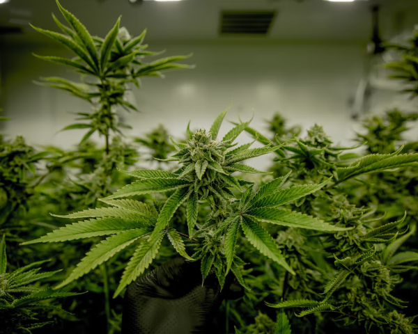 Grow cannabis in Arizona