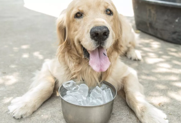 Is Ice Bad For Dogs?