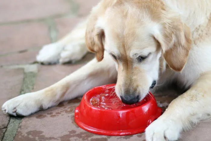 Es tidak baik untuk anjing