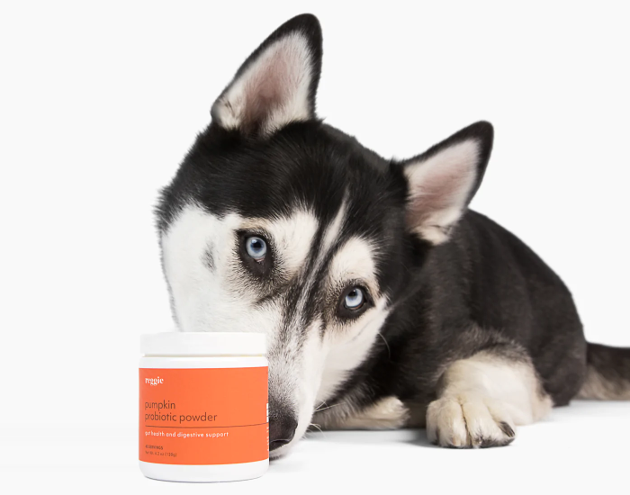 Reggie Pumpkin Probiotic Powder