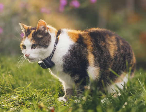 Tractive CAT Mini – GPS Tracker & Activity Monitor for Cats w/ Adjustable Collar