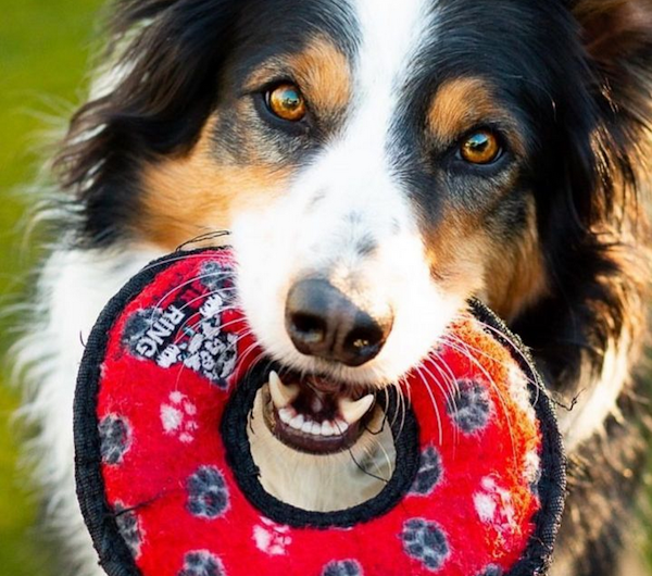 MyDogToy Dog Toys – Highly-Durable Interactive Squeaker Dog Toys