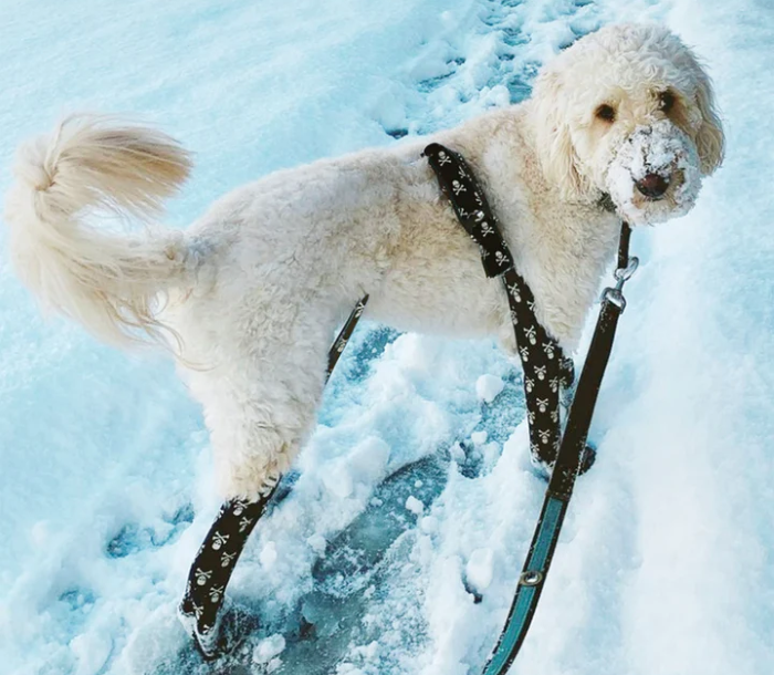 Legging ringan Walkee Paws Deluxe untuk anjing