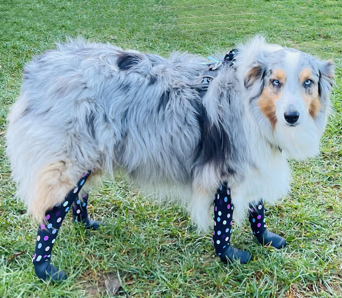 Legging ringan Walkee Paws Deluxe untuk anjing