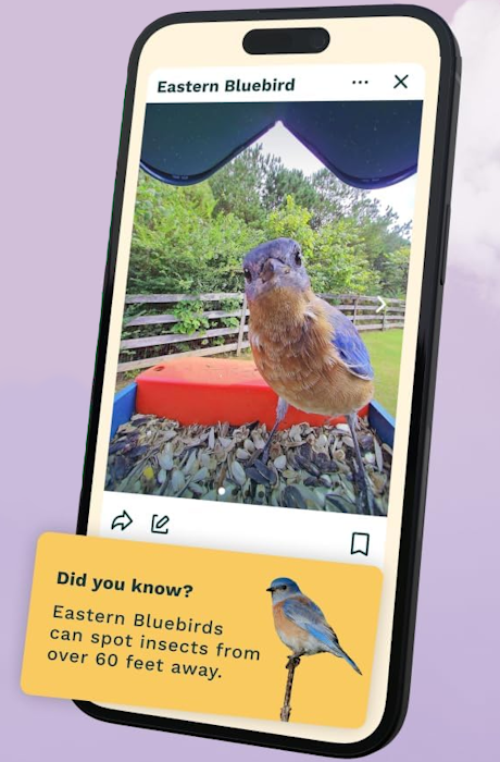 Bird Buddy App