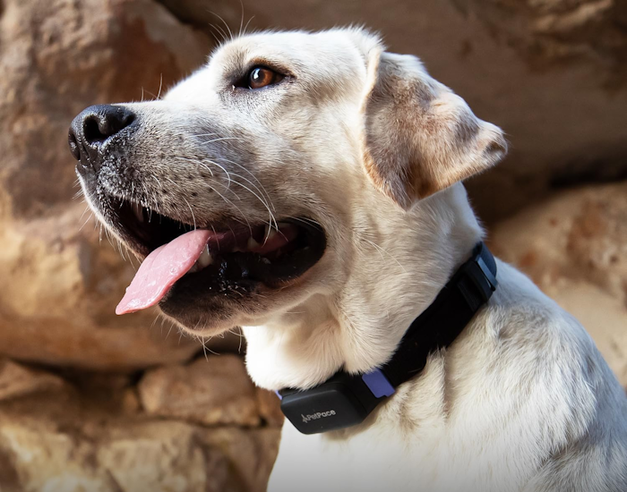 PetPace Smart Collar 2.0 – AI-Powered Health-Monitoring Smart Dog Collar PetPace Smart Collar 2.0